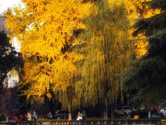 -四川大学(华西校区)