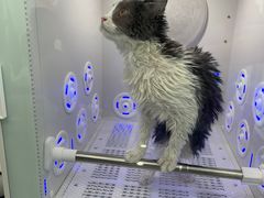 -爱洗澡的猫(望京店)