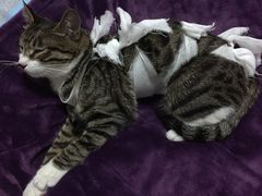 -纳吉亚猫专科动物诊疗中心(蒋宅口分院)