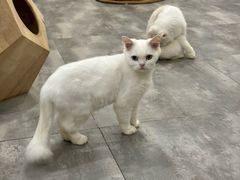 -楼上猫咖(罗湖店)