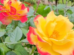 -铁山坪森林公园