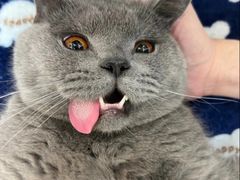 -乐琪宠物医院·犬猫专科·骨外科·急重症
