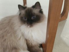 -藏猫猫咖啡主题馆(中央大道店)