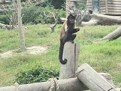 -上海野生动物园