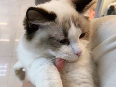 -lincat·猫舍(广州店)