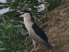-海珠湖公园
