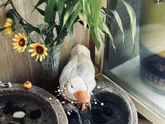 -全聚德(蓝山店)