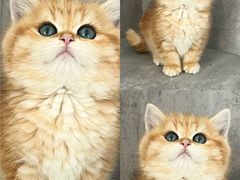 -小猫来了·猫舍(红山六九七九店)