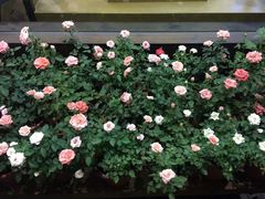-院子餐厅·大锅菜·老杭帮(桥西直街店)