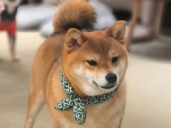 -逗柴咖啡屋·狗咖猫咖宠物桌游