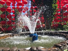 -龙福源密云水库灶台鱼