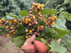 -西岭雪山大飞水景区