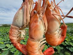 -七的湖·晚芳亭·阳澄湖农家菜·大闸蟹(莲花岛店)