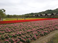 -丹樱生态园