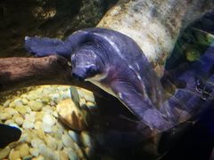 -迪拜水族馆及水下动物园