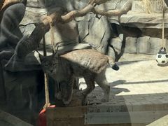 -青藏高原野生动物园