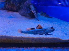 -上海海洋水族馆