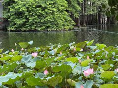 -荔湾湖公园
