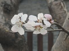 -妙应寺白塔