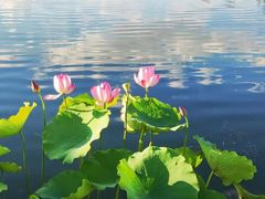 -莲花池公园