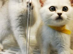 -lincat·猫舍(广州店)