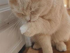 -COLOR PETS 撸猫馆·购猫·猫咖(长风大悦城店)