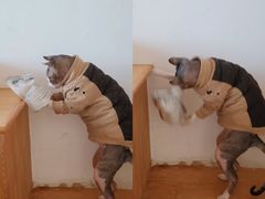 -猫在这儿猫咪咖啡馆·撸猫馆