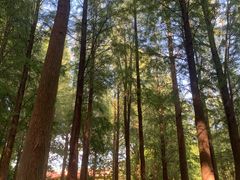 -广州市帽峰山景区