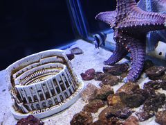 -芜湖新华联大白鲸海洋公园