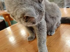 -猫小院猫主题餐厅(三里屯店)
