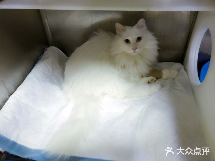 艾贝尔宠物医院·24H转诊中心·肿瘤猫专科(江宁双龙店)图片