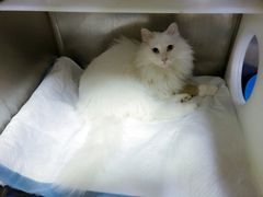 -艾贝尔宠物医院·24H转诊中心·肿瘤猫专科(江宁双龙店)