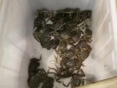 -白洋淀灶台鱼(名佳花园店)