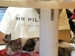 -飞行喵MR PILOT|猫舍·猫咖(静安大融城店)