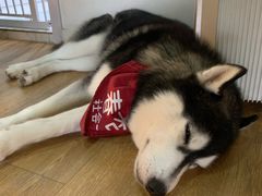 -Husky Go! 哈士奇体验馆·宠物咖啡厅狗咖