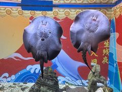 -烟台海昌鲸鲨海洋公园