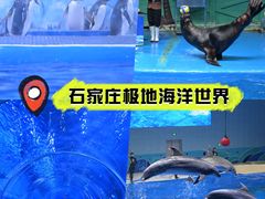 -石家庄极地海洋世界