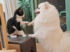 -瑞鹏宠物医院·骨科·猫科·内科(第一中心)