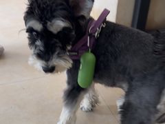 -艾贝尔宠物医院·狂犬免疫点(江山金象城店)