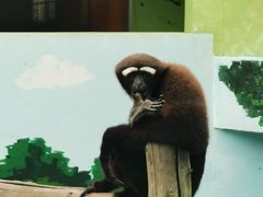 -西霞口神雕山野生动物世界