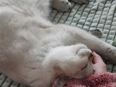 -猫大福·Fortune Cat猫舍(百子湾店)