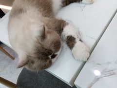 -喵园·猫主题咖啡厅·撸猫·猫咖(国贸店)