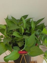 -Dr.林醫生产后修复·配方产康店(南京大厂店)
