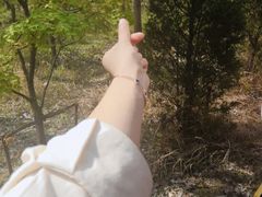 -合肥滨湖国家森林公园