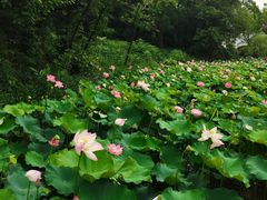 -金山公园