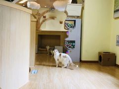 -猫和宫(六道口店)
