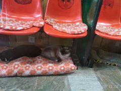 -猫咪博物馆(顶澳仔猫街店)