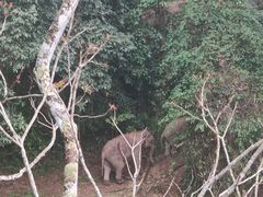 -野象谷景区