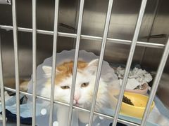 -达爱动物医院·犬猫分区·CT·复杂眼科(远洋山水分院)