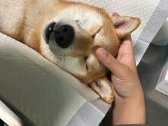 -申普宠物医院·心脏介入·心血管微创(总院)